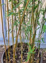 Fargesia jiuzhaigou 1 – 15L – 150+ cm 5