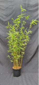 Fargesia jiuzhaigou 1 – 2.5L – 100+ cm