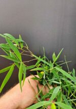 Fargesia jiuzhaigou 1 – 2.5L – 100+ cm 2