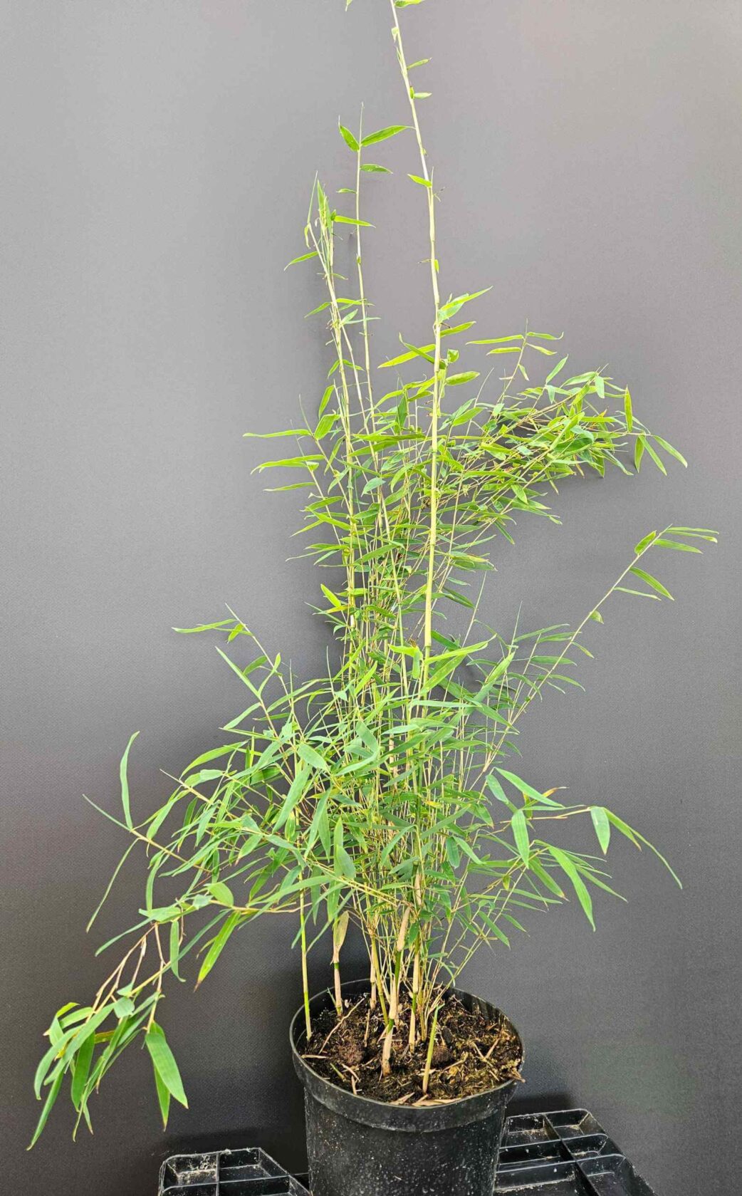 Fargesia jiuzhaigou 1 – 2.5L – 100+ cm 3