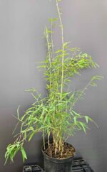 Fargesia jiuzhaigou 1 – 2.5L – 100+ cm 3