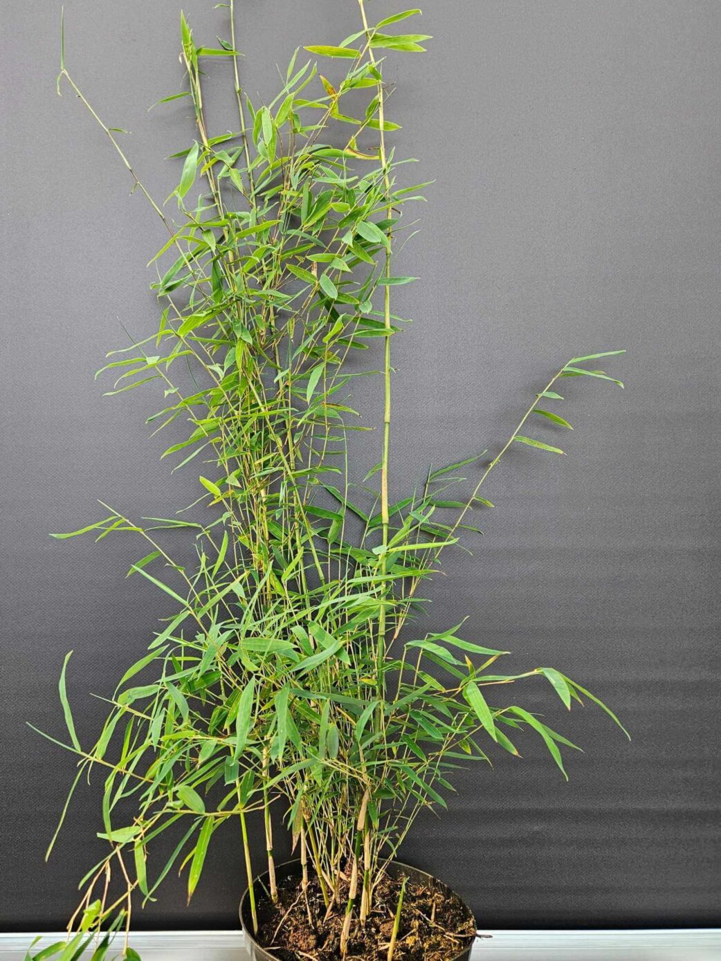 Fargesia jiuzhaigou 1 – 2,5L – 50+ cm