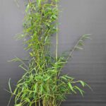 Fargesia jiuzhaigou 1 – 2,5L – 50+ cm
