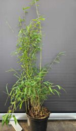 Fargesia jiuzhaigou 1 – 2,5L – 50+ cm