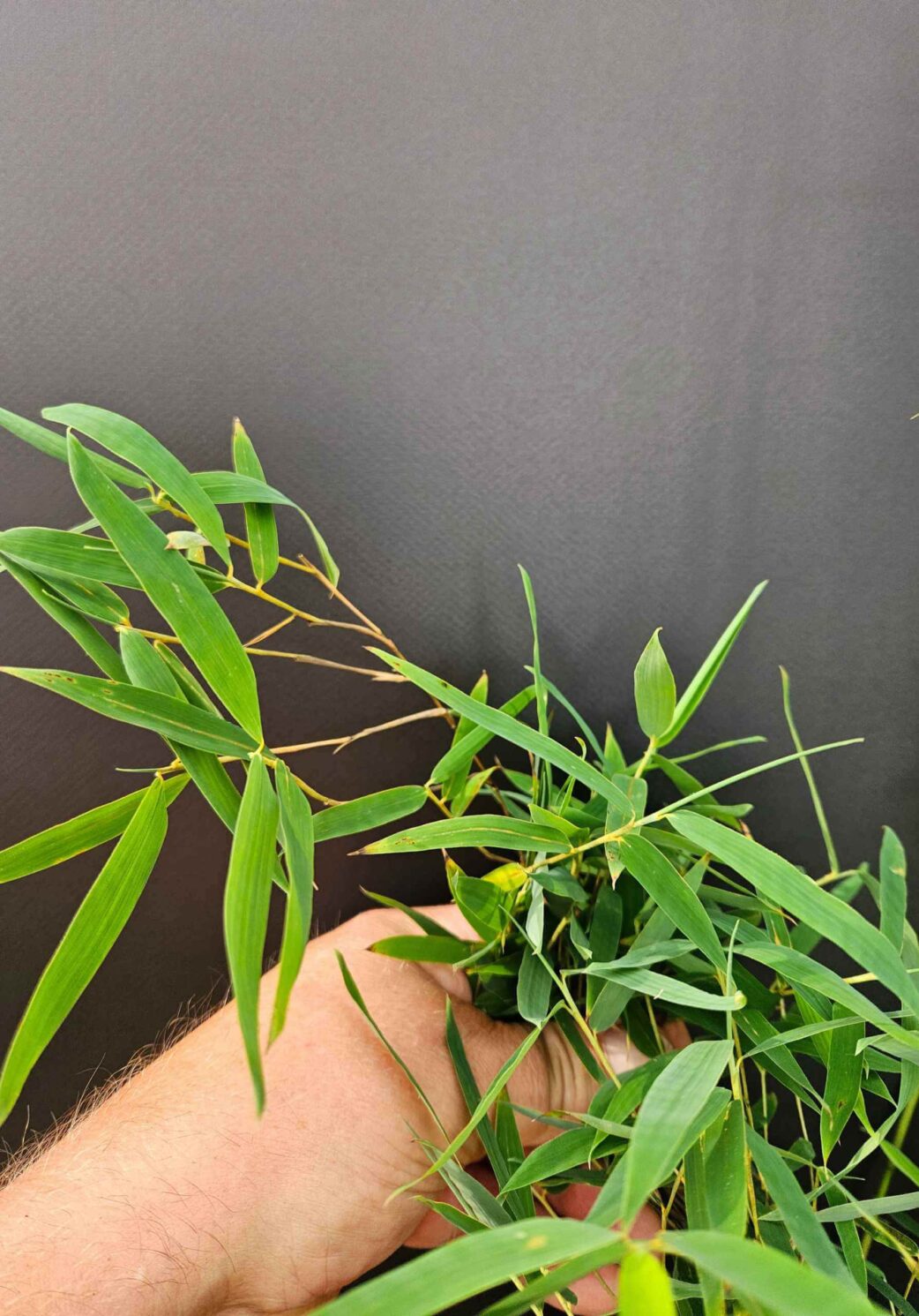 Fargesia jiuzhaigou 1 – 2,5L – 50+ cm 4