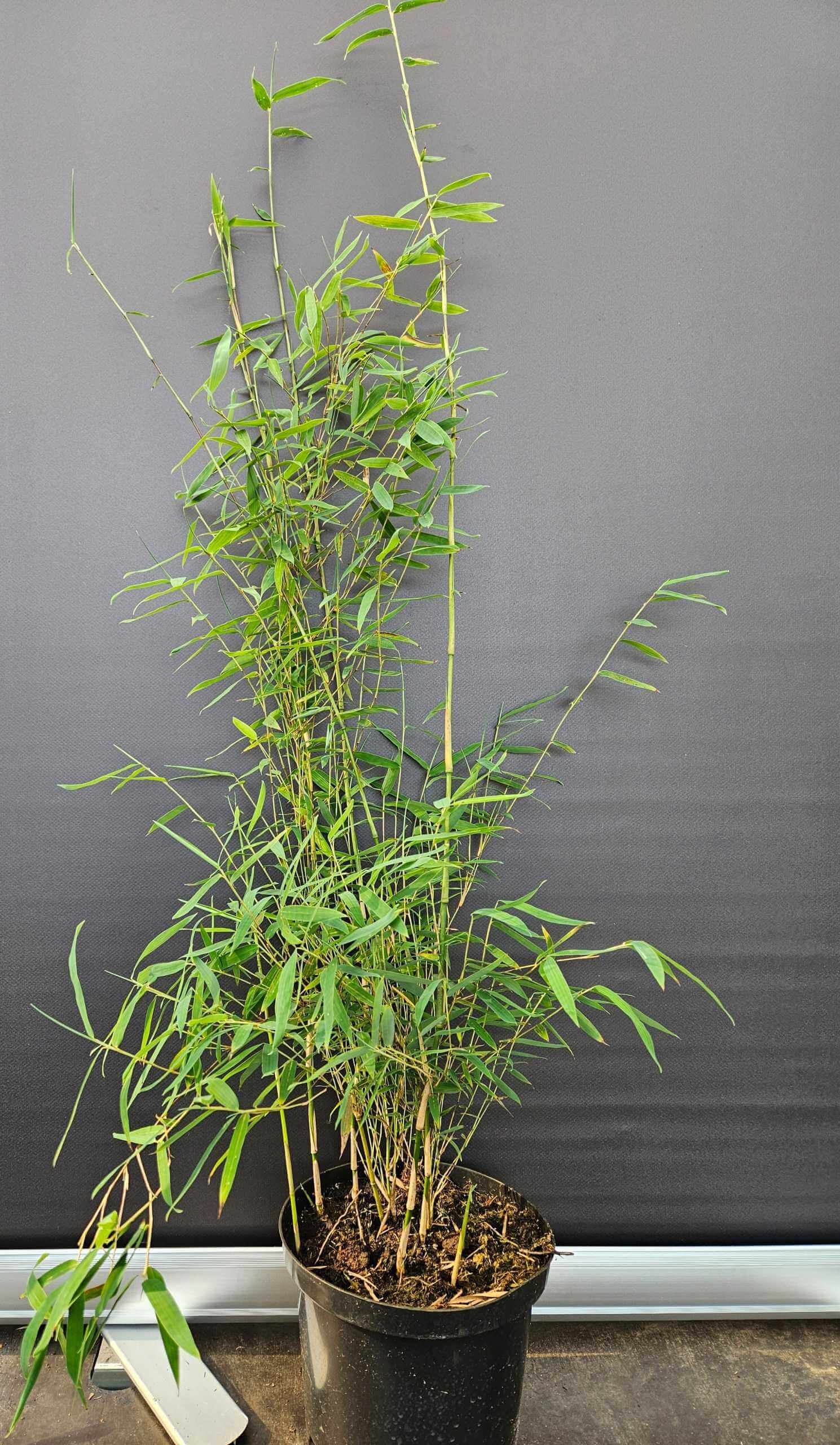 Fargesia jiuzhaigou 1 – 2,5L – 50+ cm