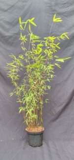 Fargesia jiuzhaigou 1 – 2.5L – 75+ cm