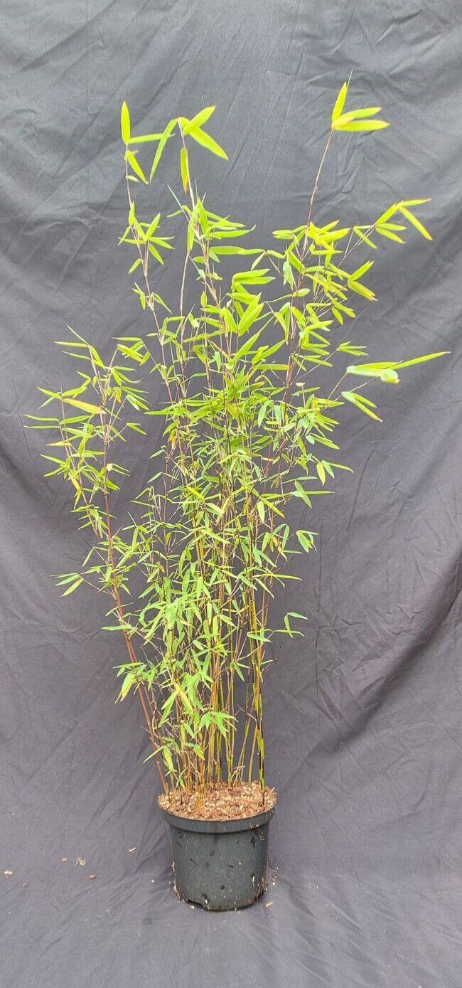 Fargesia jiuzhaigou 1 – 2.5L – 75+ cm