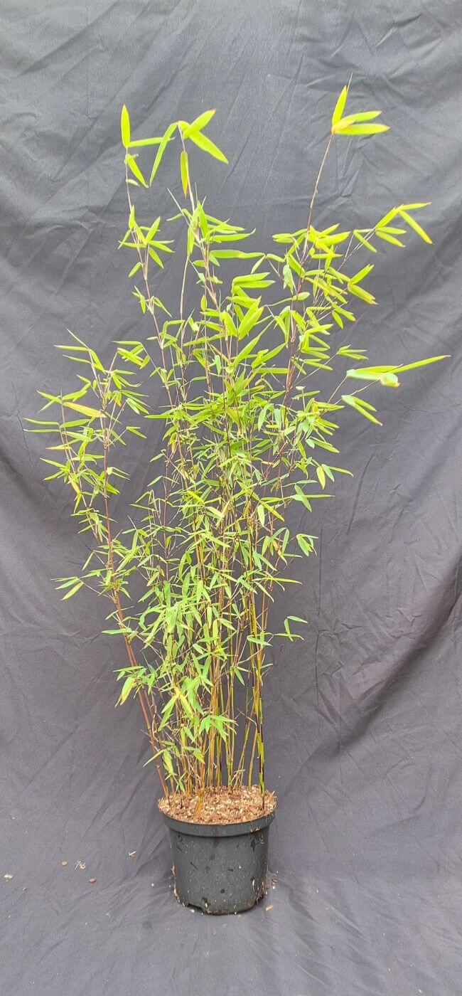 Fargesia jiuzhaigou 1 – 2.5L – 75+ cm