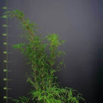 Fargesia jiuzhaigou 1 – 5,5L – 100+ cm
