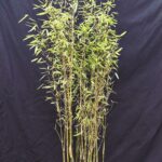 Fargesia jiuzhaigou 1 – 5,5L – 125+ cm