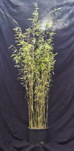 Fargesia jiuzhaigou 1 – 5,5L – 125+ cm