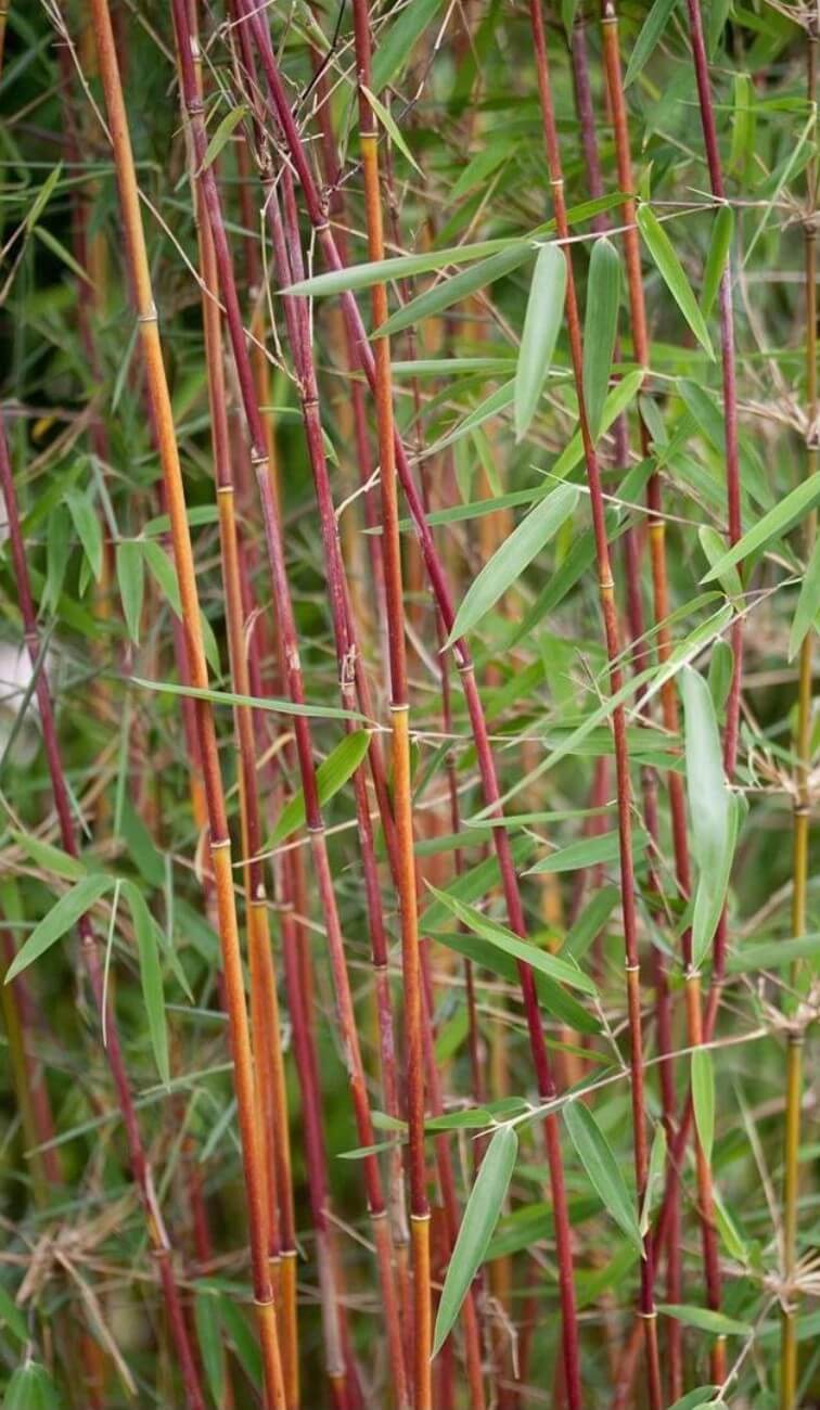 Fargesia jiuzhaigou 1 – 5,5L – 125+ cm