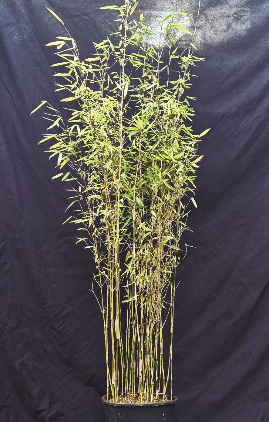 Fargesia jiuzhaigou 1 – 5,5L – 125+ cm