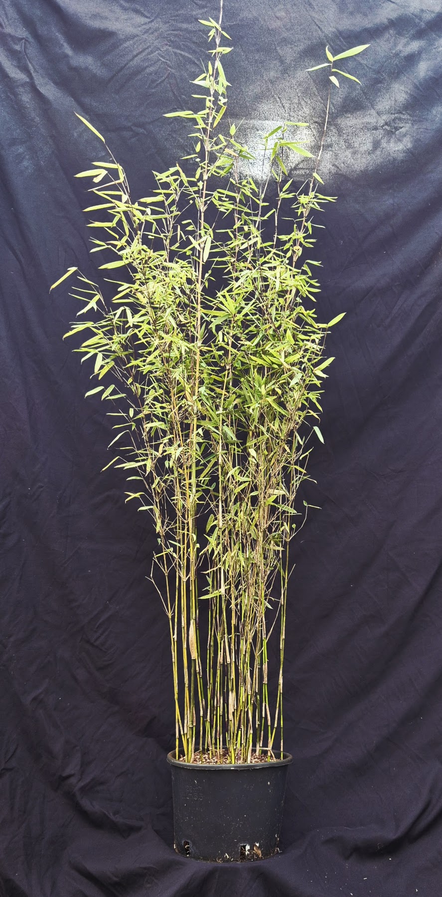 Fargesia jiuzhaigou 1 – 5,5L – 125+ cm