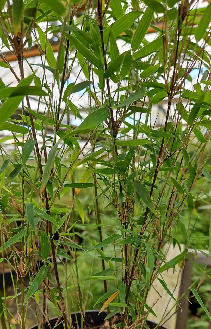 Fargesia jiuzhaigou 1