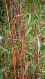 Fargesia jiuzhaigou 1 chaumes rouges et tiges colorées ornementales en jardin