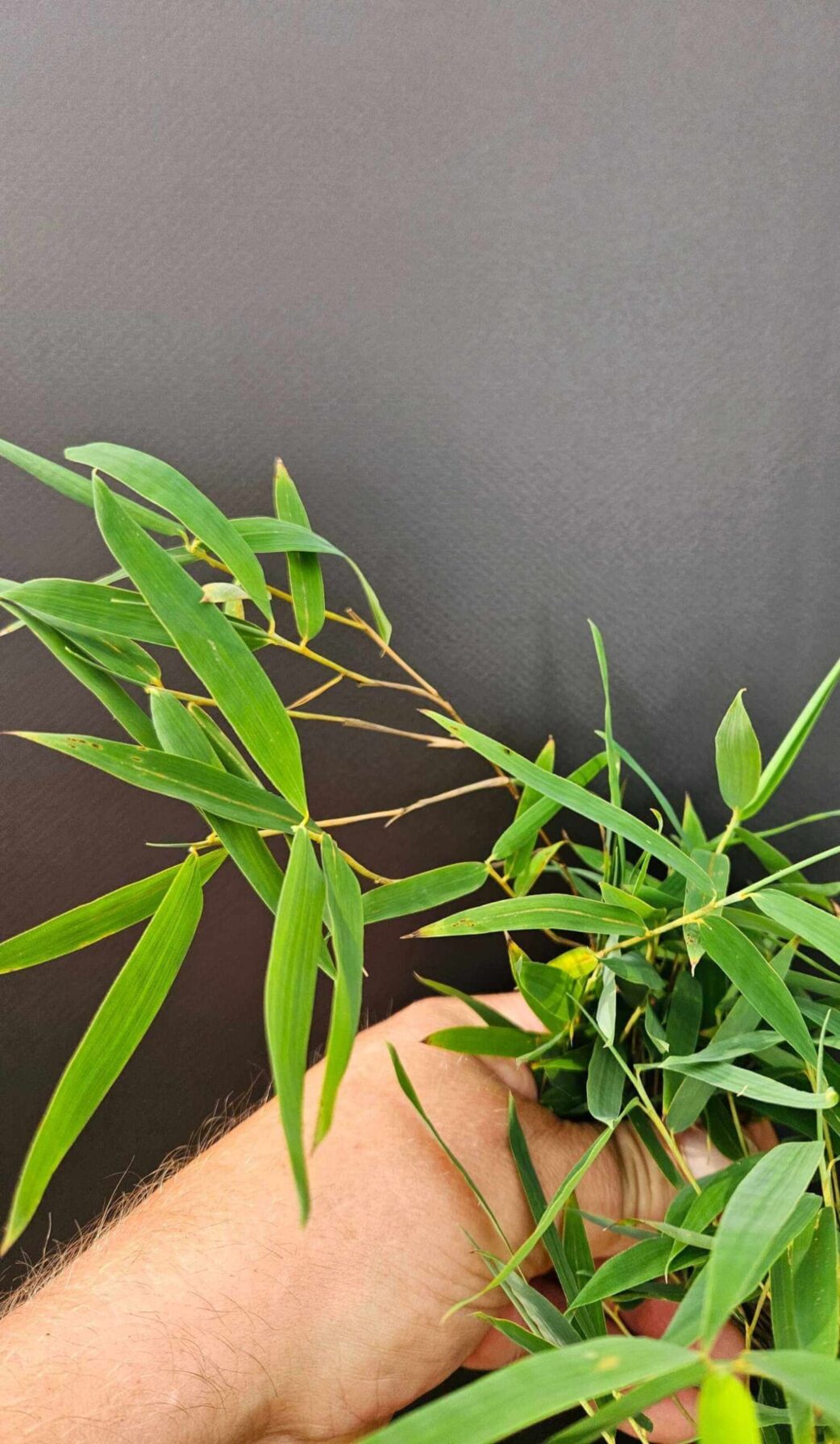 Fargesia jiuzhaigou 1 feuilles de bambou fines et vertes en gros plan