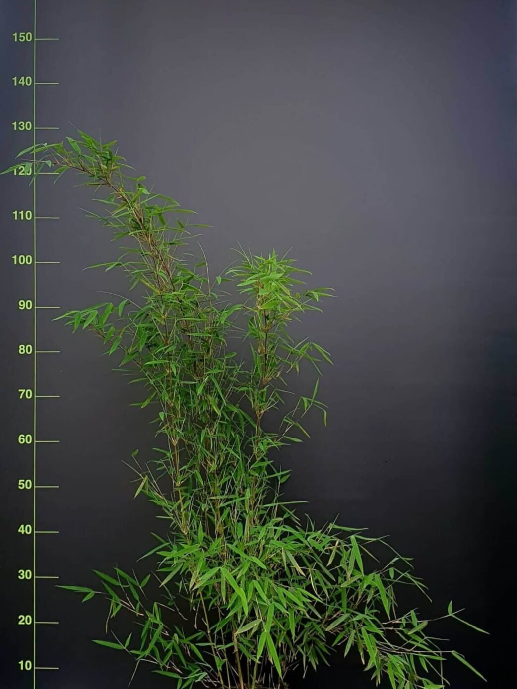 Fargesia jiuzhaigou 1 palette plantes de bambou en gros volume pour jardin