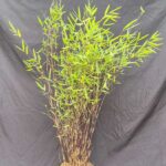 Fargesia jiuzhaigou Deep Purple – 2,5L – 100+ cm