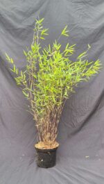 Fargesia jiuzhaigou Deep Purple – 2,5L – 100+ cm