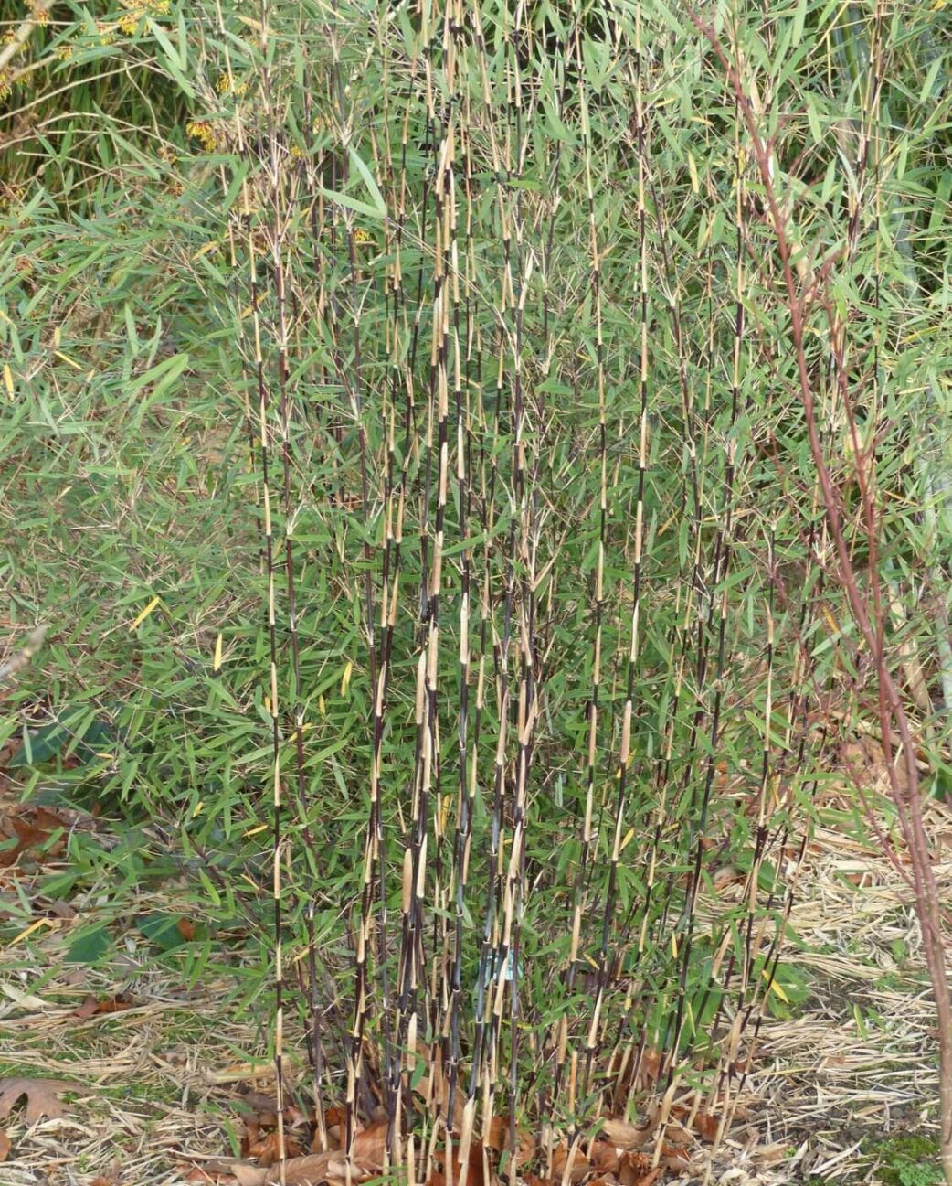 Fargesia jiuzhaigou Deep Purple – 2,5L – 100+ cm 2