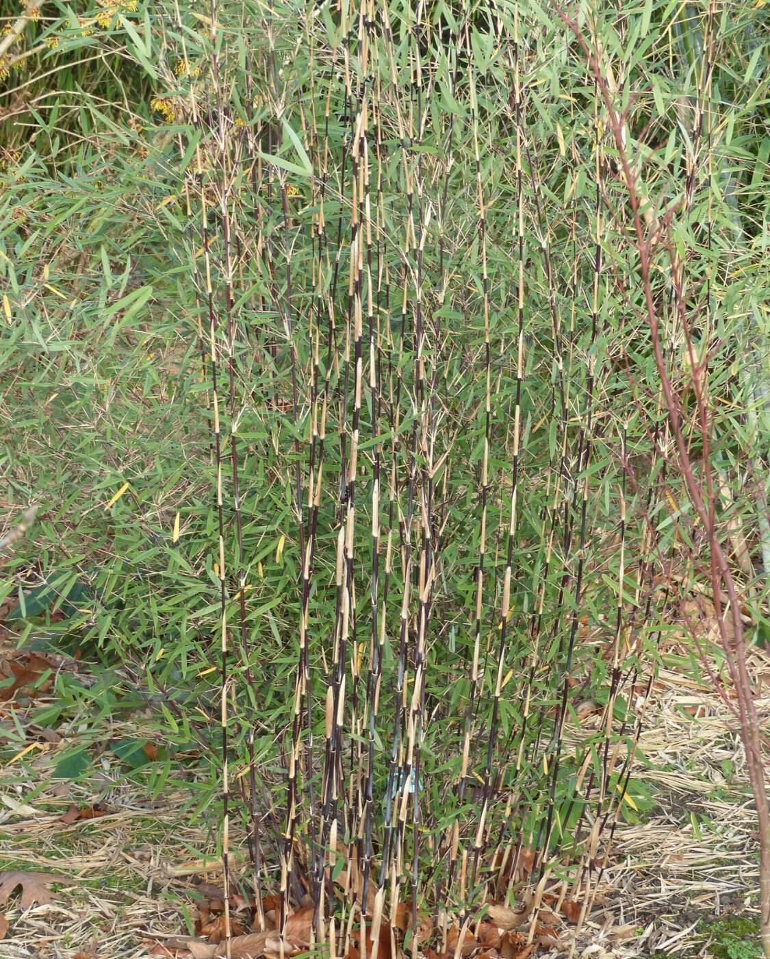 Fargesia jiuzhaigou Deep Purple – 2,5L – 100+ cm