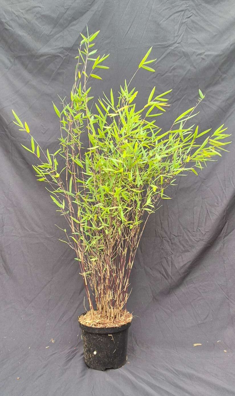 Fargesia jiuzhaigou Deep Purple – 2,5L – 100+ cm