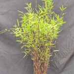 Fargesia jiuzhaigou Deep Purple – 2,5L – 75+ cm