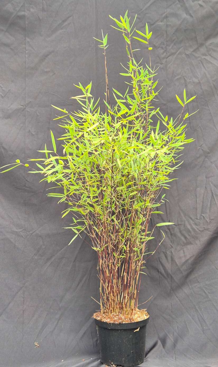 Fargesia jiuzhaigou Deep Purple – 2,5L – 75+ cm