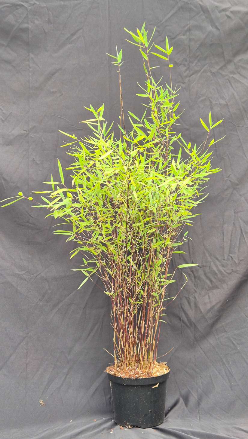 Fargesia jiuzhaigou Deep Purple – 2,5L – 75+ cm