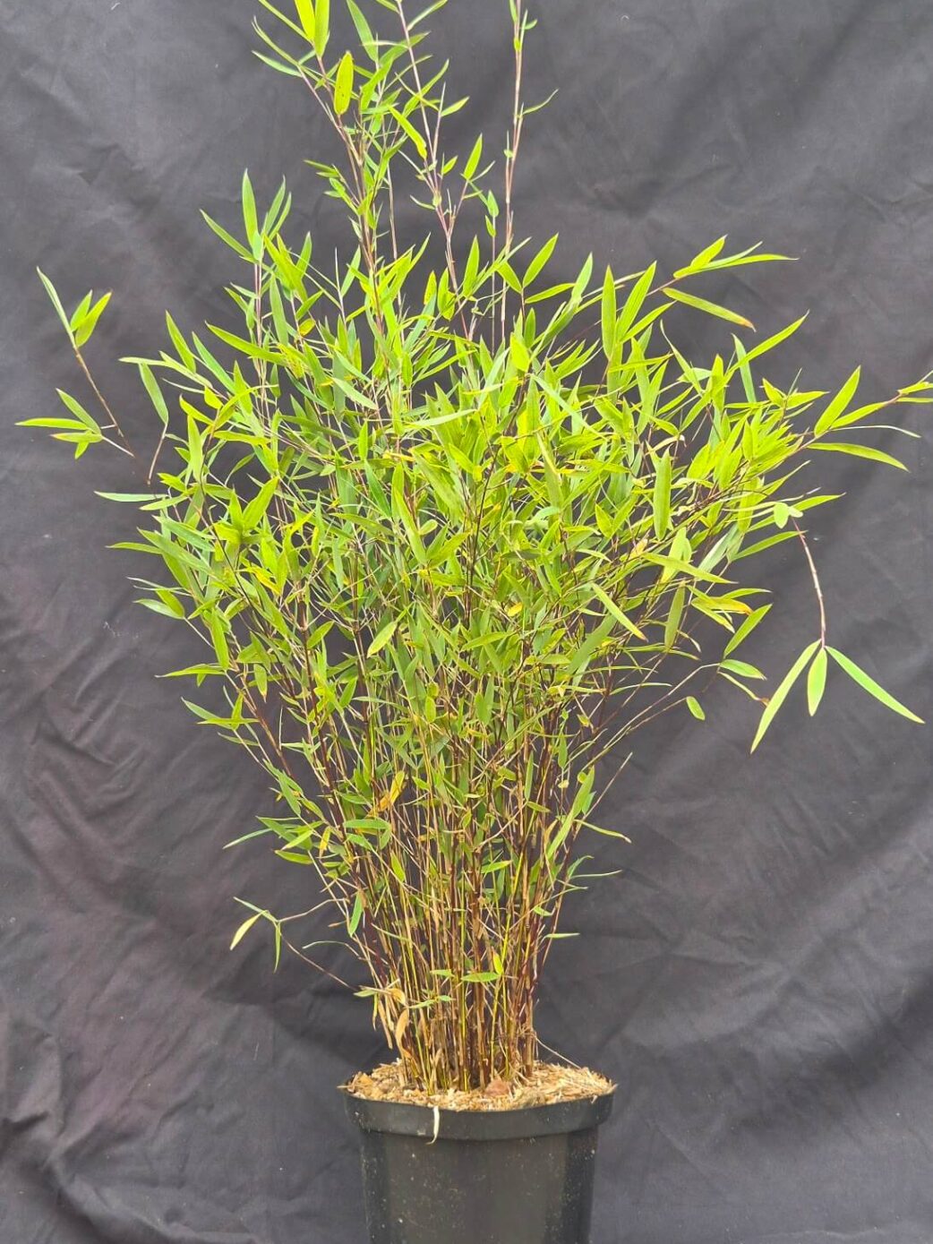 Fargesia Jiuzhaigou Deep Purple bambou violet en pot 2,5L hauteur 50 cm