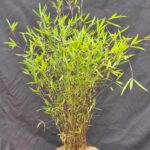 Fargesia Jiuzhaigou 'Deep Purple' Bambou 2,5L - 50+ cm