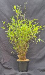 Fargesia Jiuzhaigou Deep Purple bambou violet en pot 2,5L hauteur 50 cm