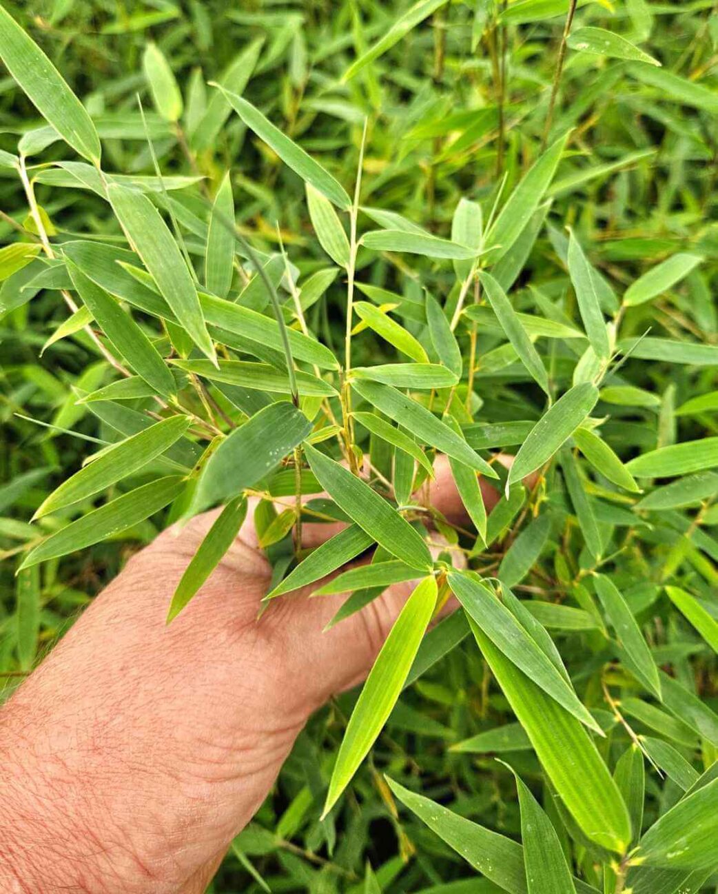 Fargesia Jiuzhaigou Deep Purple bambou au feuillage vert vif et tiges violettes décoratives