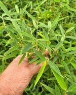 Fargesia Jiuzhaigou Deep Purple bambou au feuillage vert vif et tiges violettes décoratives