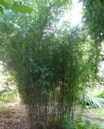 Bambou non envahissant Fargesia Jiuzhaigou Deep Purple en pleine croissance dans un jardin