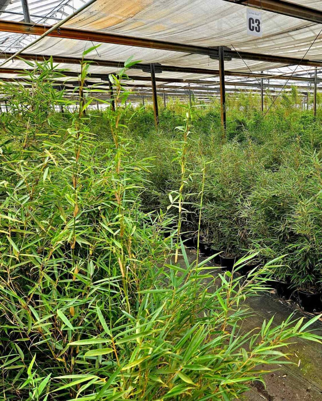 Fargesia Jiuzhaigou Deep Purple bambou cultivé en pépinière, tiges violettes denses