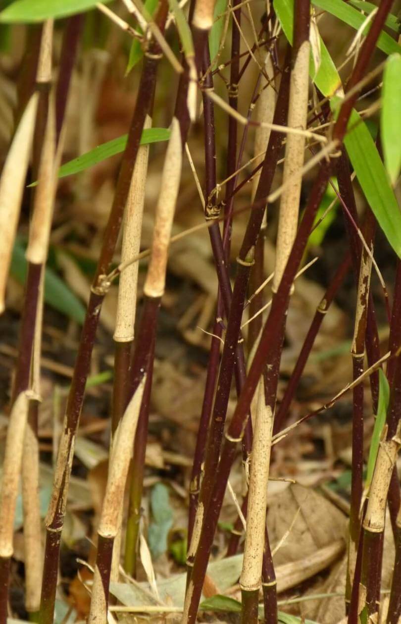 Fargesia Deep Purple