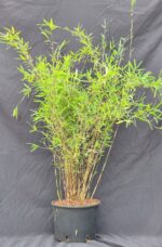 Fargesia Jiuzhaigou Deep Purple bambou non-envahissant en pot de 5,5 litres, hauteur 75+ cm.