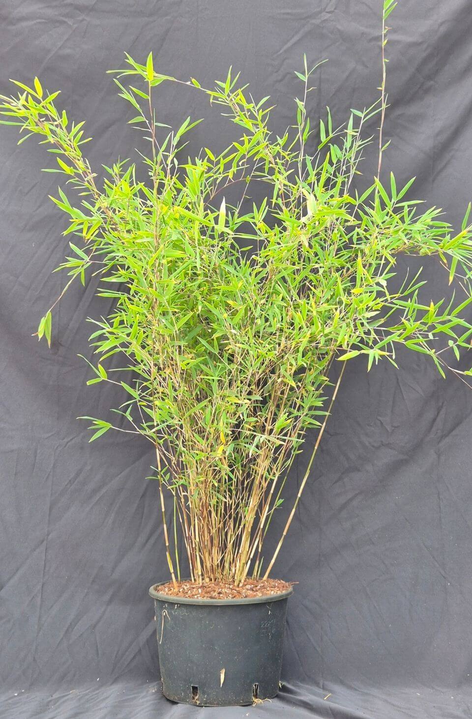 Jiuzhaigou Deep Purple – 5,5 L – 75+ cm