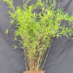 Jiuzhaigou Deep Purple – 5,5L – 100+ cm