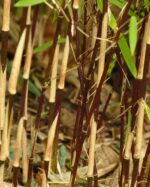 Tiges pourpres du Fargesia Jiuzhaigou Deep Purple, détail des chaumes colorés de ce bambou non-envahissant.