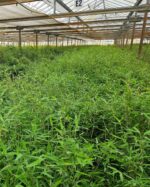 Fargesia Nitida bambou plantes en pot pour haie de jardin, feuillage dense et vert