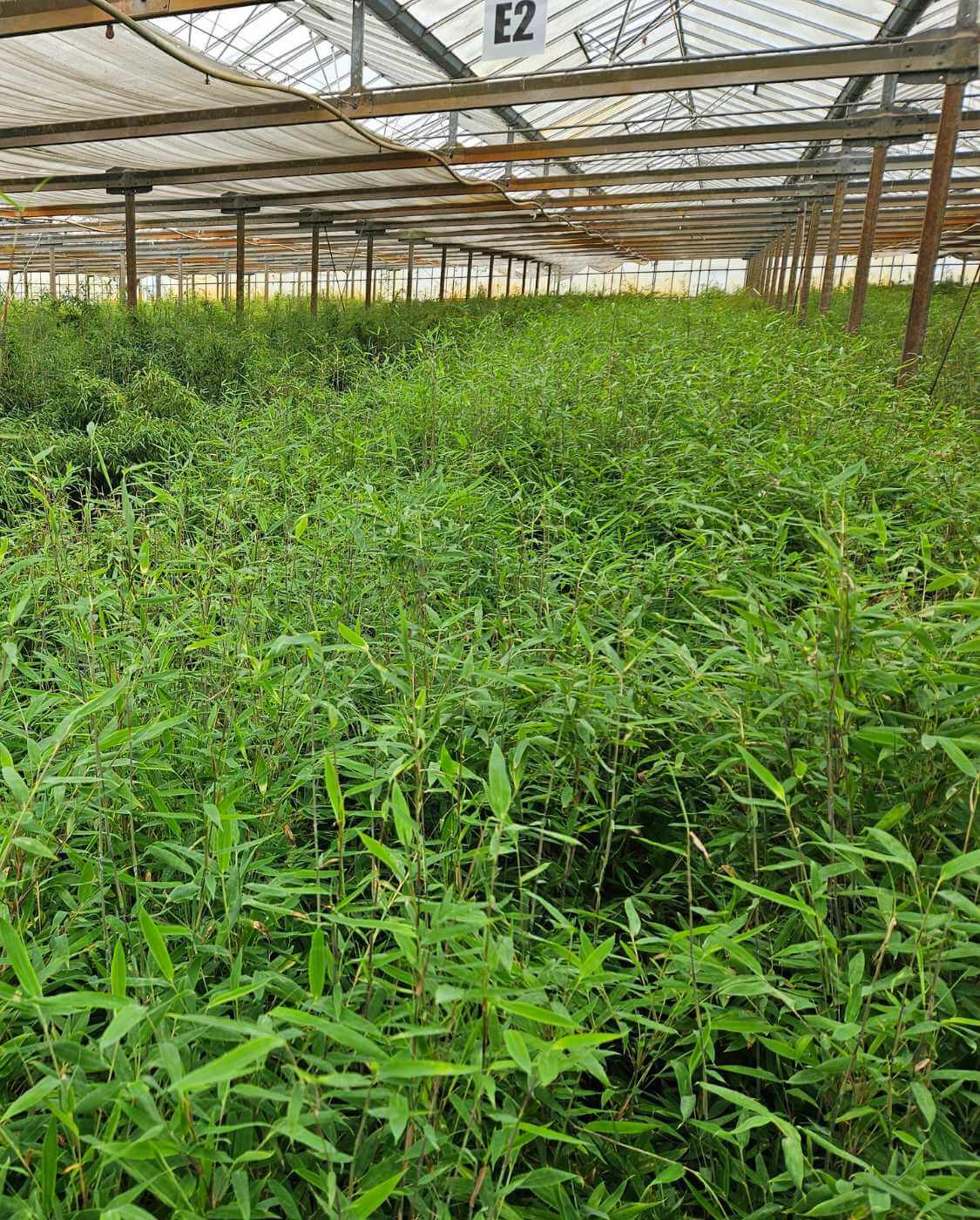 Fargesia Nitida Obelisk 25L – 200+ cm