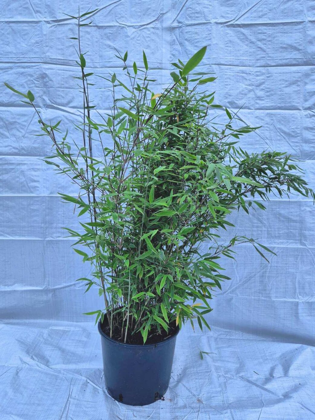 Fargesia Black Pearl 10L 100cm, bambou non-traçant en pot, feuillage dense et élégant