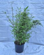 Fargesia Nitida Black Pearl 10L 150 cm – bambou non traçant en pot, feuillage élégant