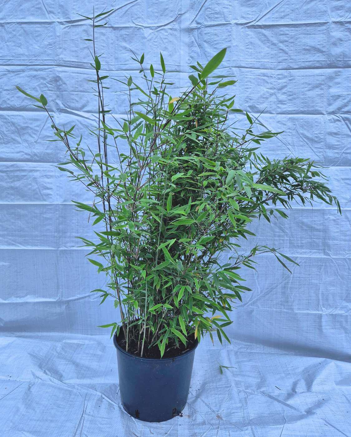 Fargesia Black Pearl 10L – 150+cm