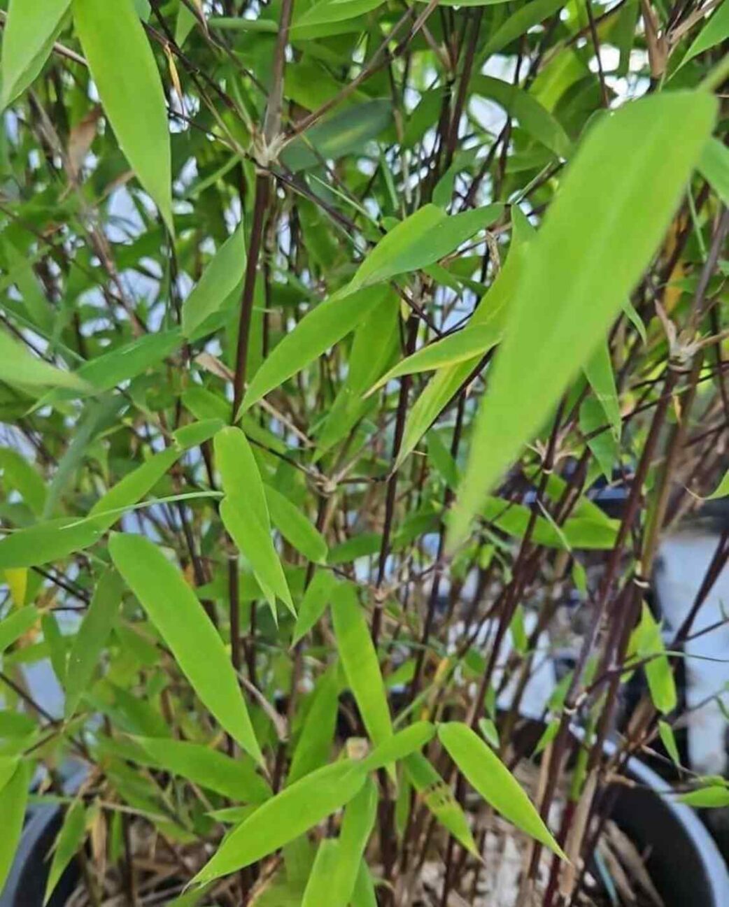 Fargesia Nitida Black Pearl détail feuillage et tiges sombres, bambou 225+ cm pot 15L résistant hiver