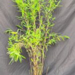 Nitida Black Pearl Bambou 2,5L - 100+ cm